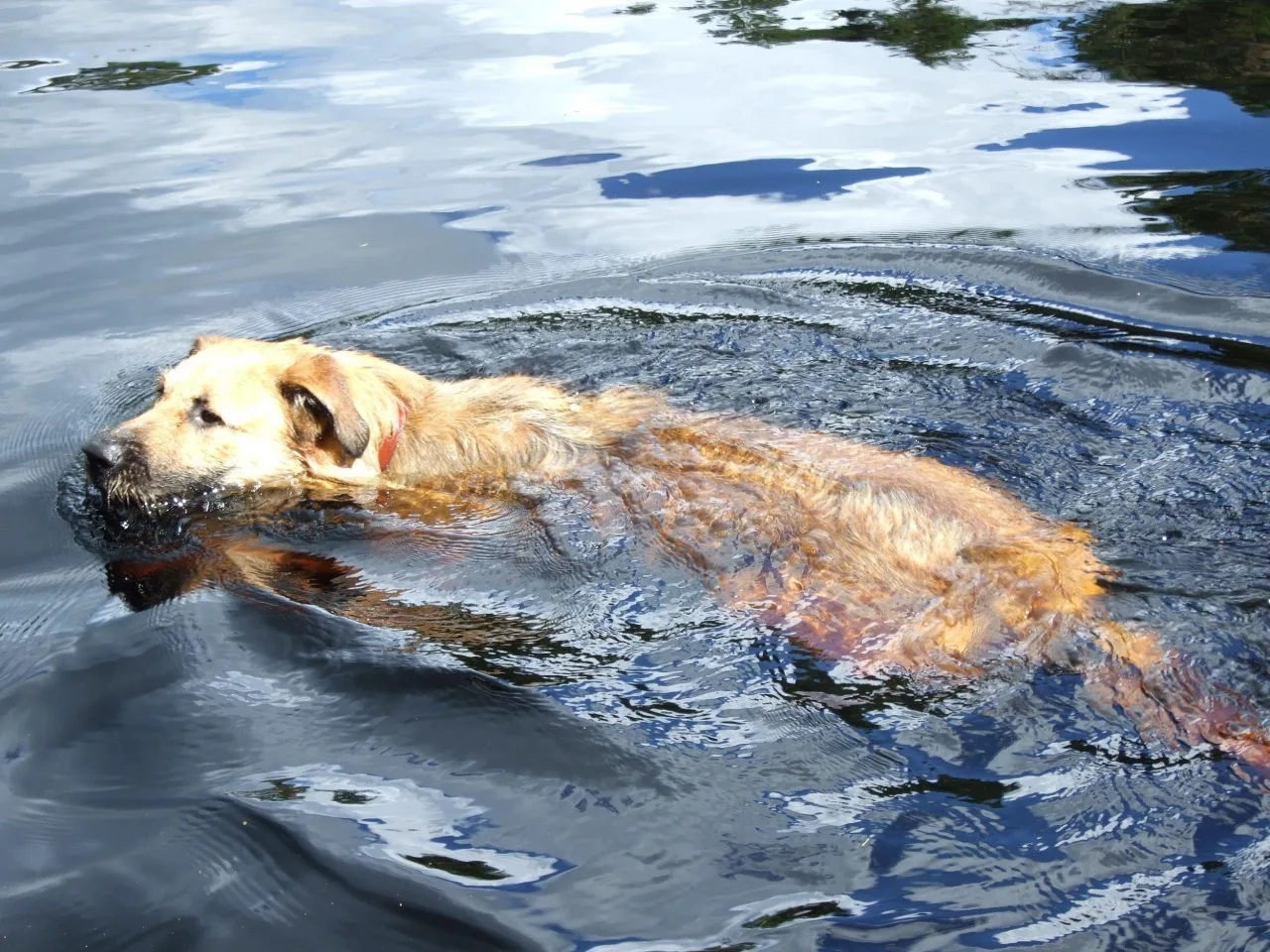 Birk: Swimming
