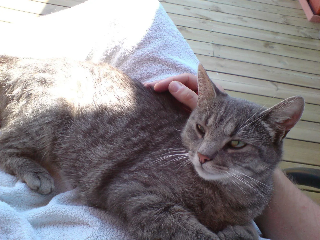 Sotis, Cat