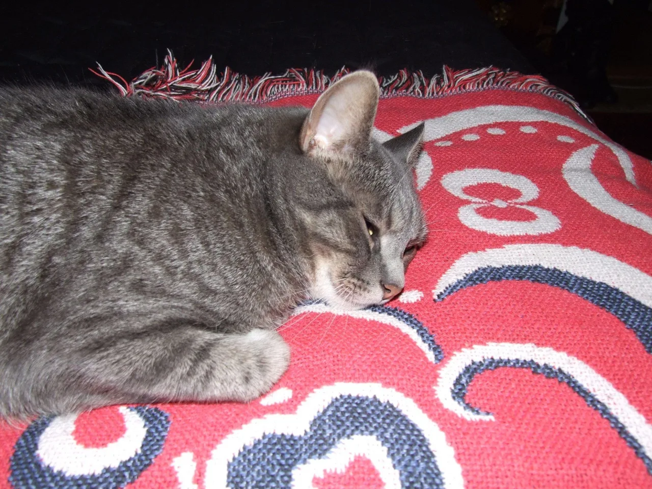 Sotis: Favorite blanket.