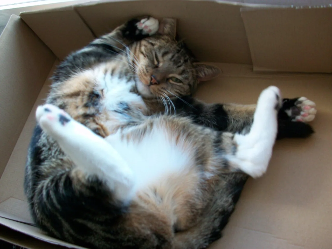 Sasha: She loved her boxes.