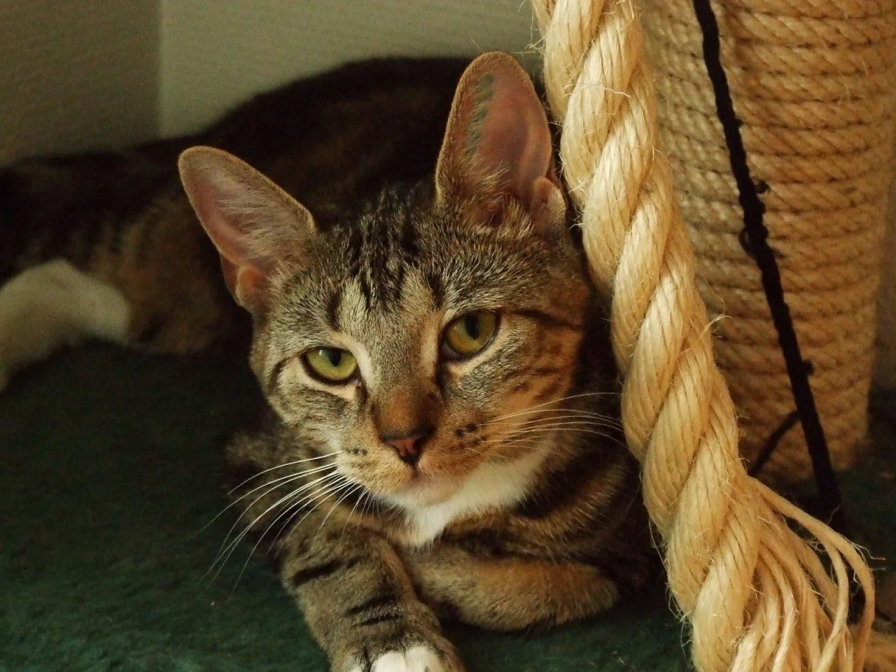 Sasha, Cat