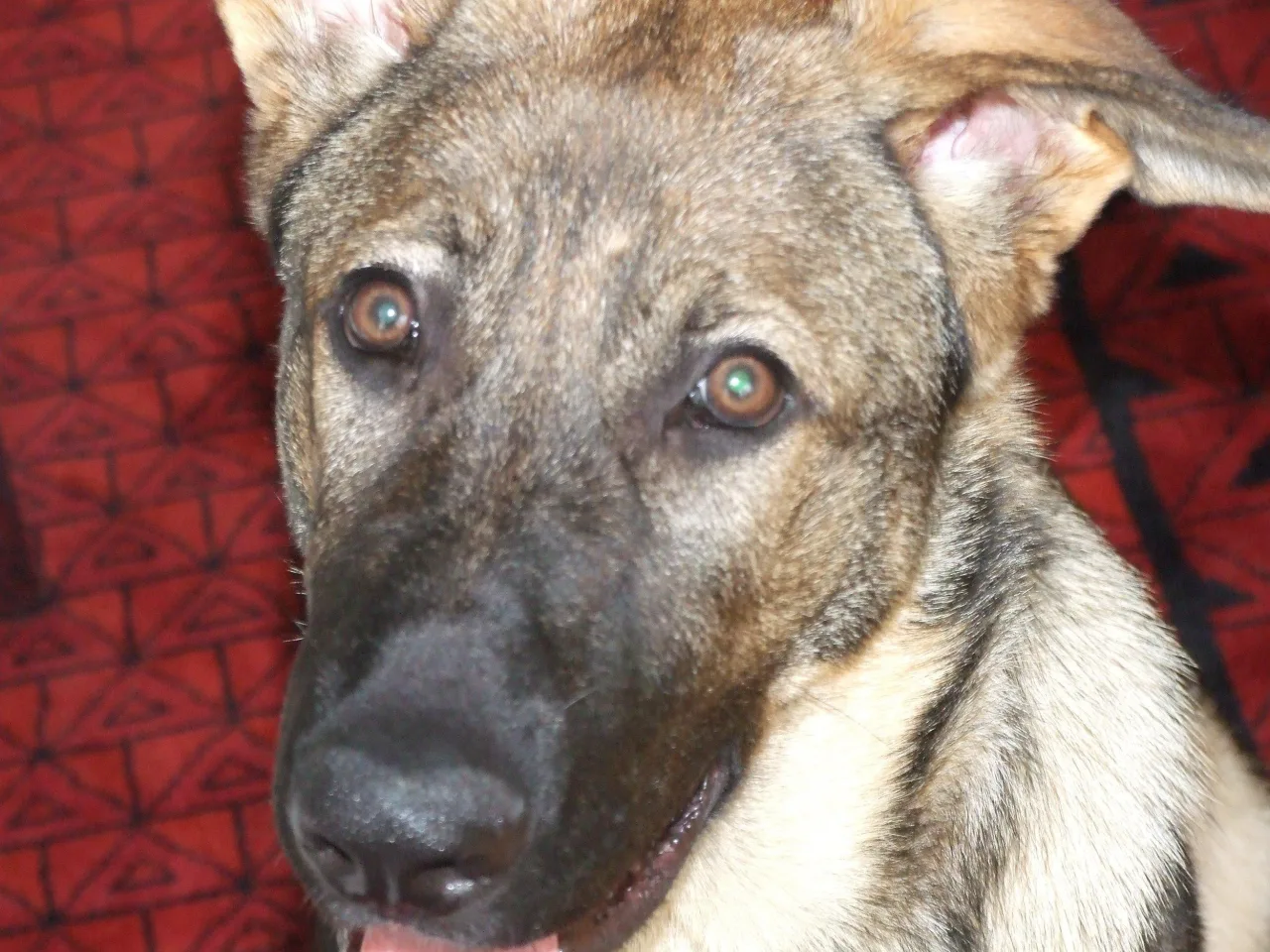 Arras, German Shepard