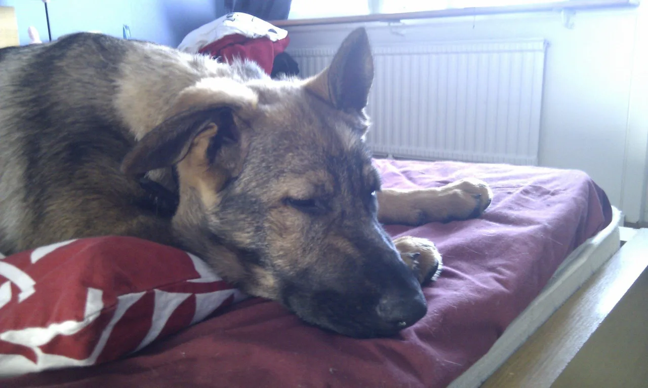 Arras: Sleepy