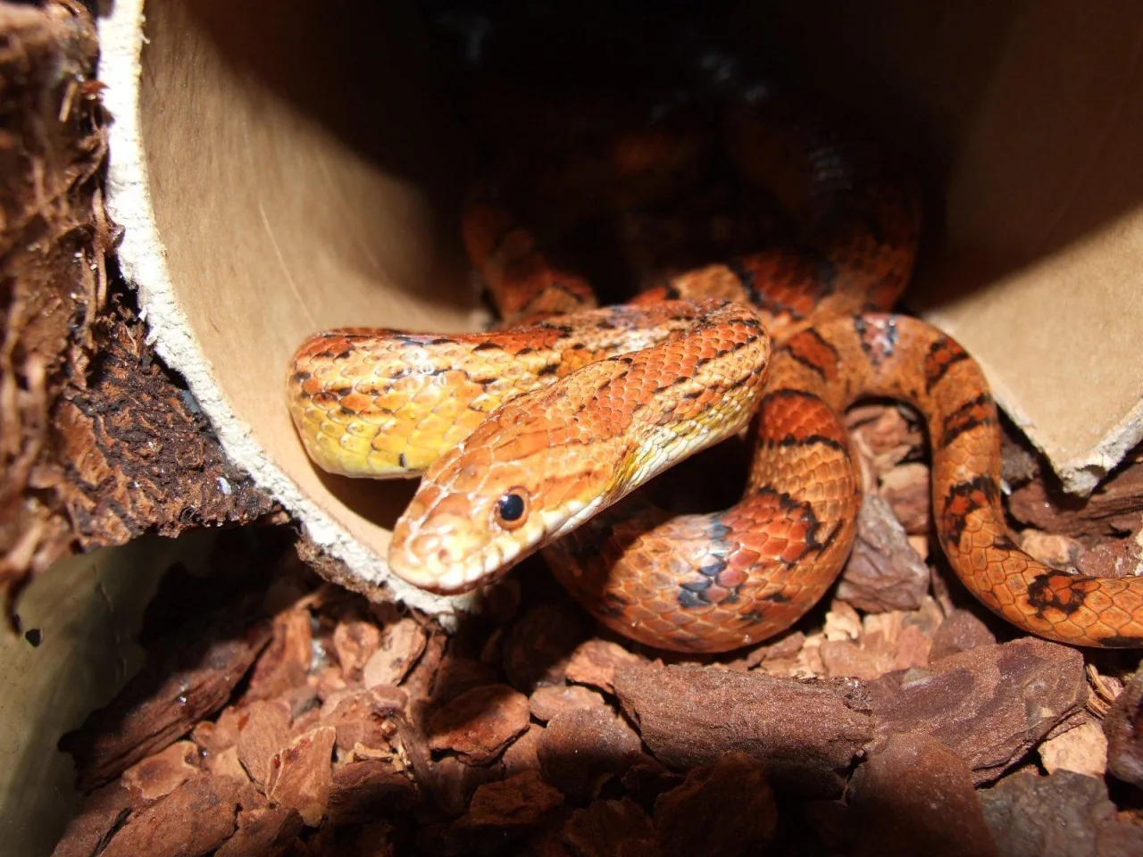 Bertil, Corn Snake
